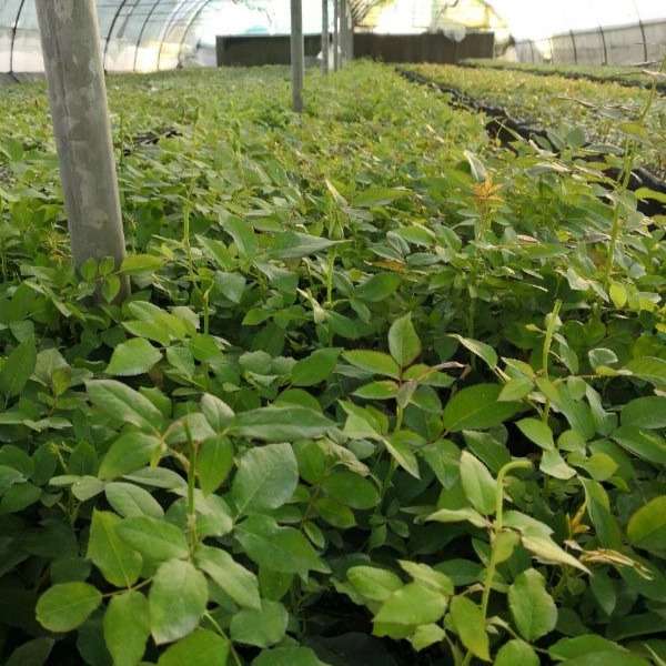 قلمه گل رز هلندی پروین