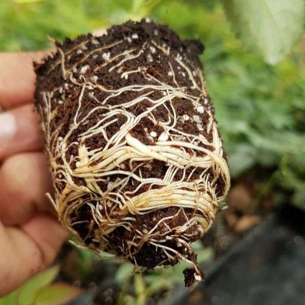 قلمه گل رز هلندی پروین