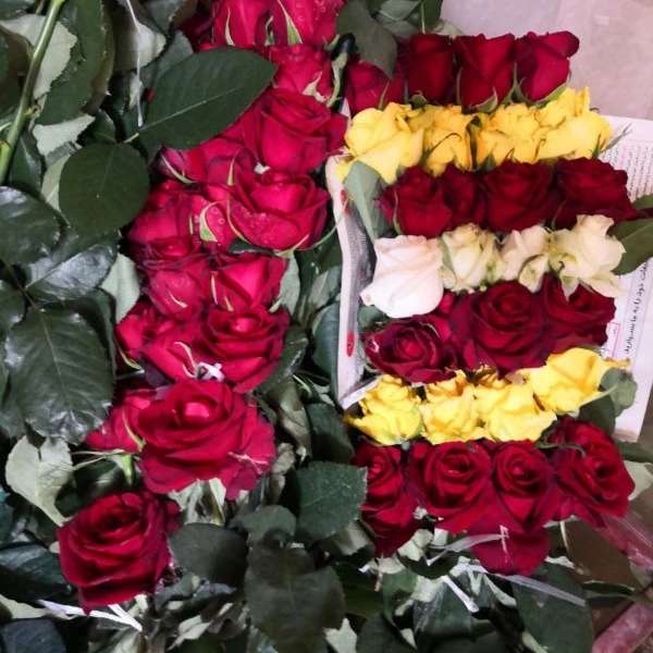 قلمه گل رز هلندی پروین