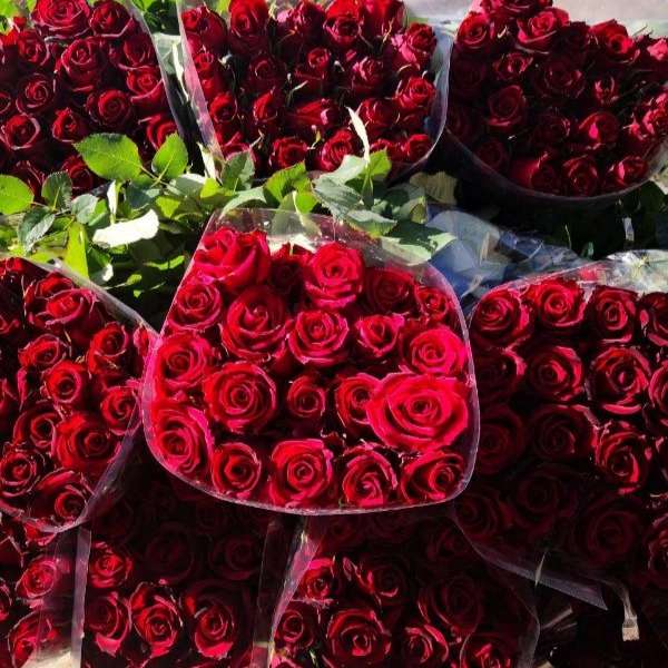 قلمه گل رز هلندی پروین