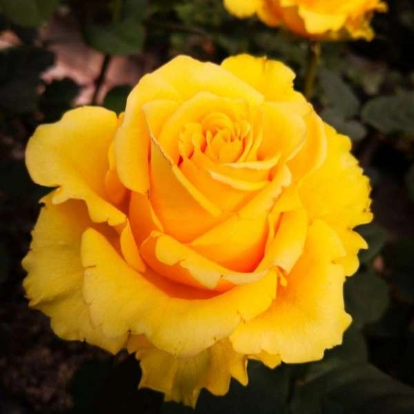 قلمه گل رز هلندی پروین