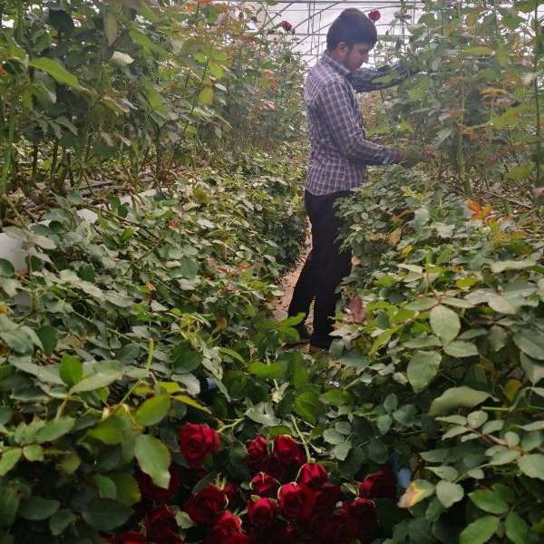 قلمه گل رز هلندی پروین