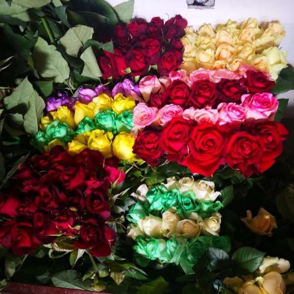 قلمه گل رز هلندی پروین