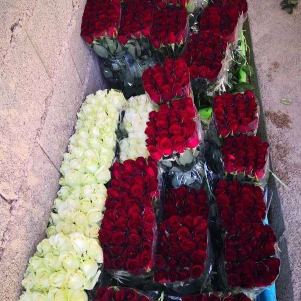 قلمه گل رز هلندی پروین