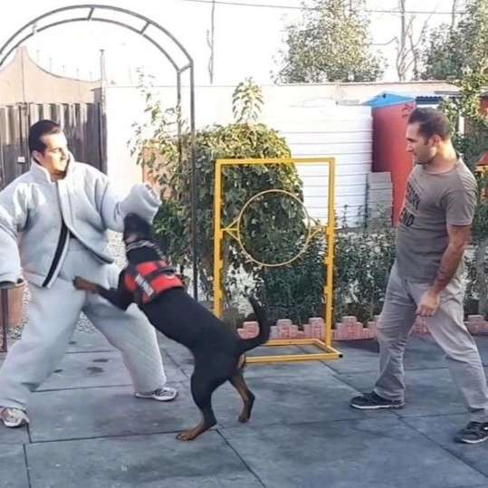 مرکز آموزشی سگ های کار هیرو k9 در کرج