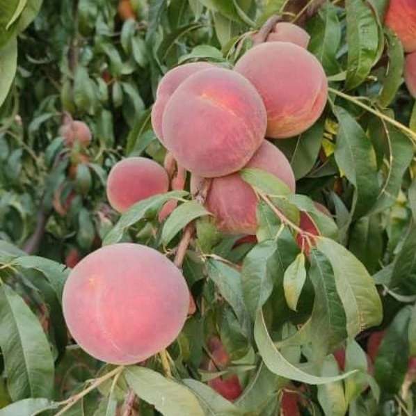 نهالستان بشیرزاده