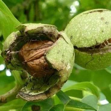 نهالستان جواد اسدلو