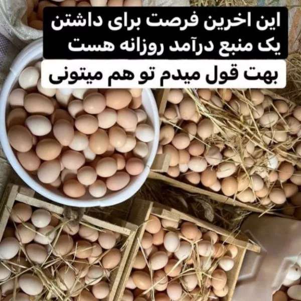 تخم مرغ محلی ارگانیک