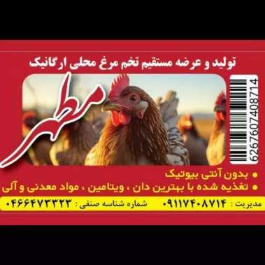 تخم مرغ محلی ارگانیک