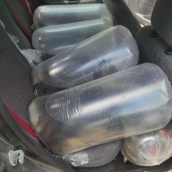 بچه ماهی کپور