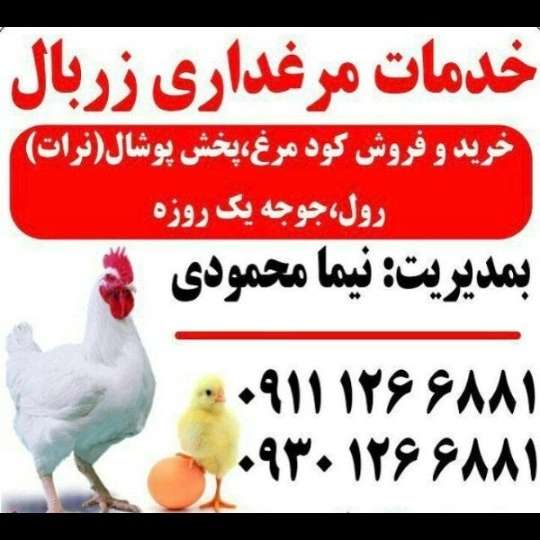 کود مرغی و تولید و پخش پوشال مرغداری