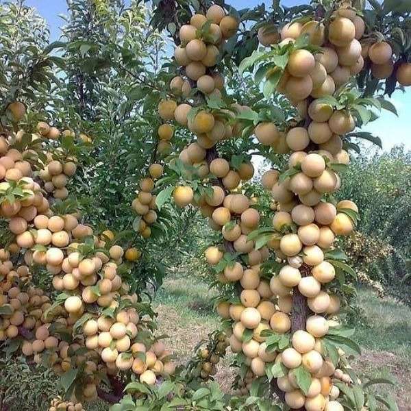 فروش انواع نهال های زود باز ده