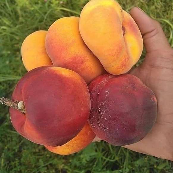 فروش انواع نهال های زود باز ده