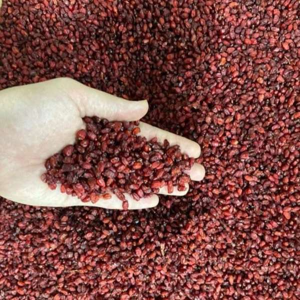 حبوبات و برنج کام فیروز اکبری