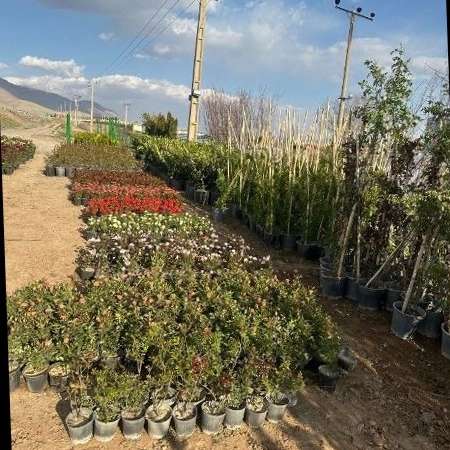 نهالستان یاسین در دماوند