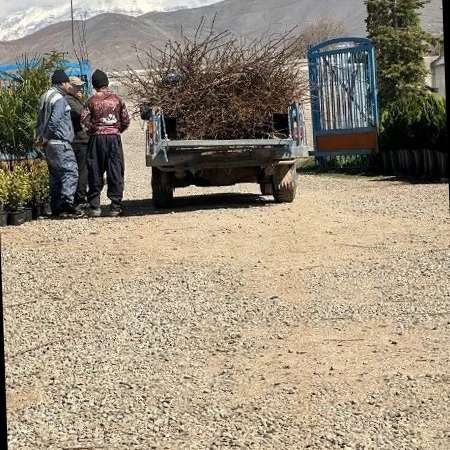 نهالستان یاسین در دماوند