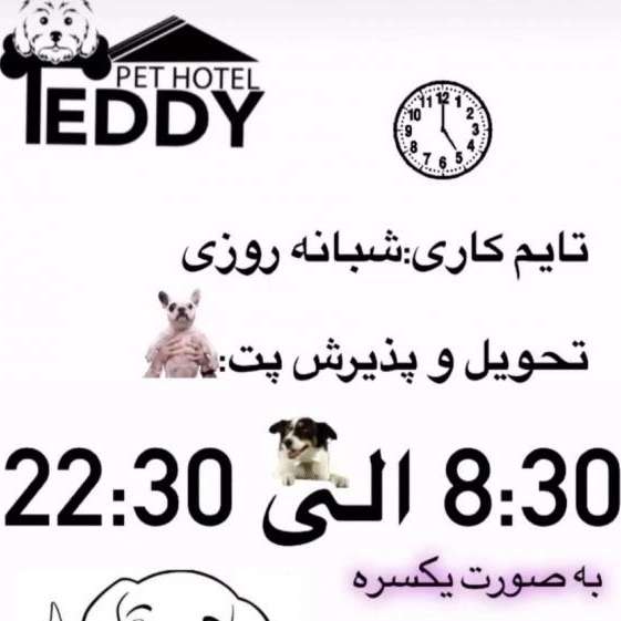 سگ تدی