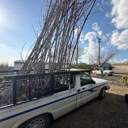 نهالهای کشت بافت (رویشی)