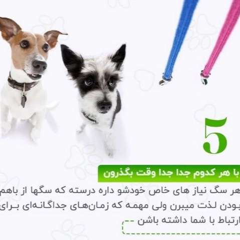 سگ های کار هیرو k9