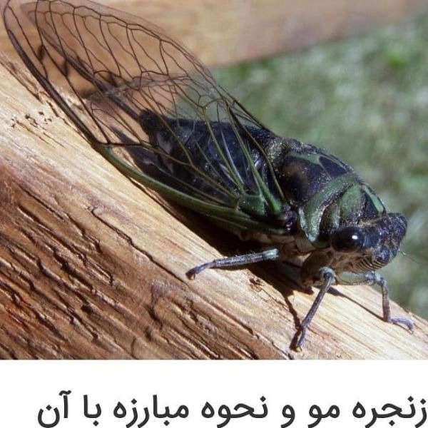 داروخانه گیاه پزشکی