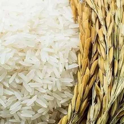 برنج محمدپور