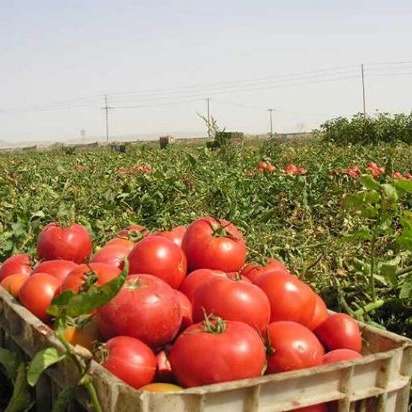 شرکت پالیز