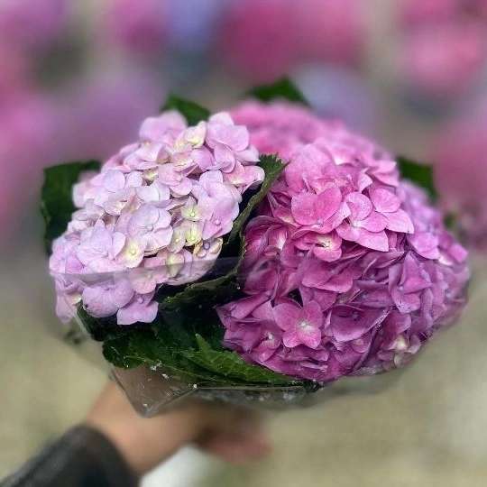 گل فروشی نوری