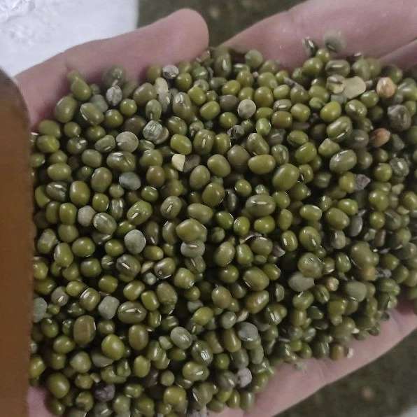 حبوبات ماداکتو