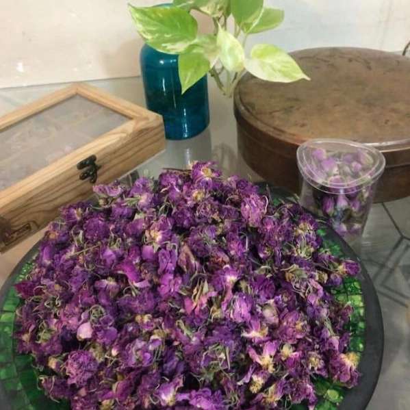 راشا رز