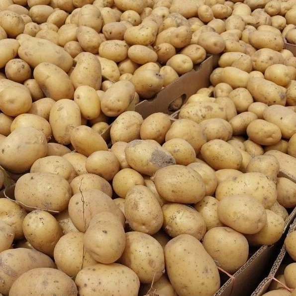 فروش و بسته بندی میوه و تره بار فریبرز