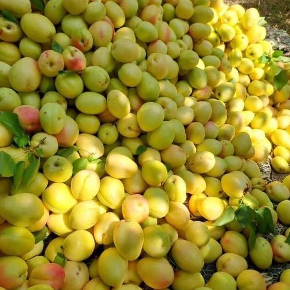 فروش و بسته بندی میوه و تره بار فریبرز