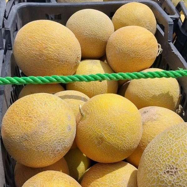 فروش و بسته بندی میوه و تره بار فریبرز