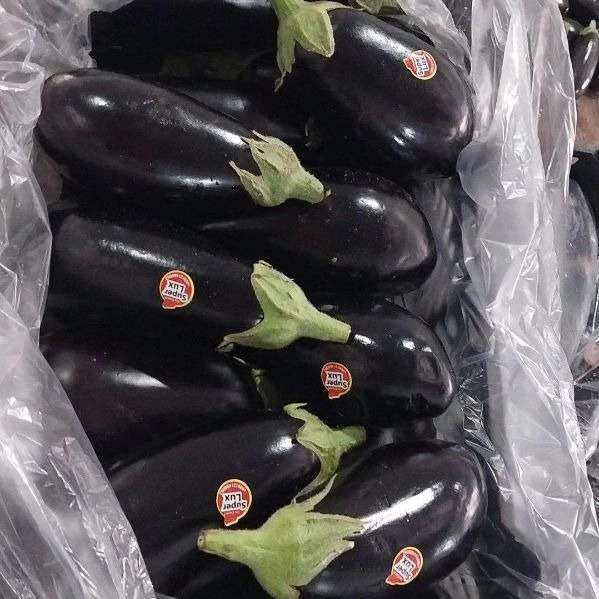 فروش و بسته بندی میوه و تره بار فریبرز