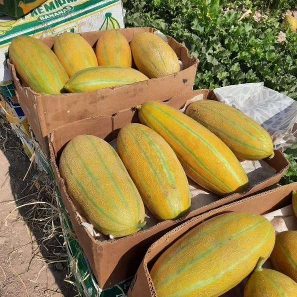 فروش و بسته بندی میوه و تره بار فریبرز