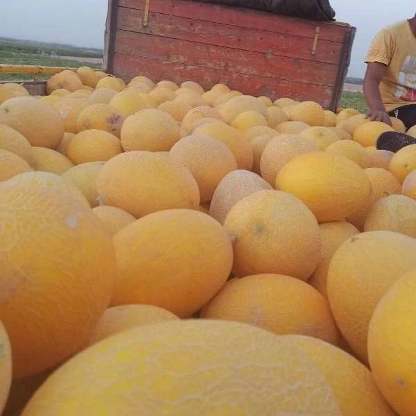 سورتینگ رضا عوض پور