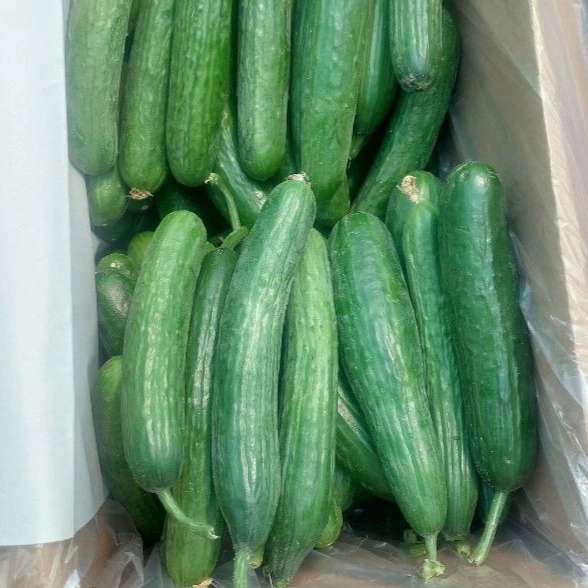سورتینگ کرمی
