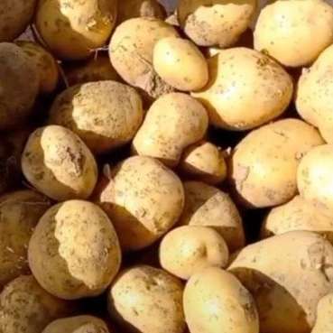 تولید و فروش سیب زمینی شرکت انبوه کشت اصفهان