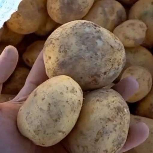 تولید و فروش سیب زمینی شرکت انبوه کشت اصفهان