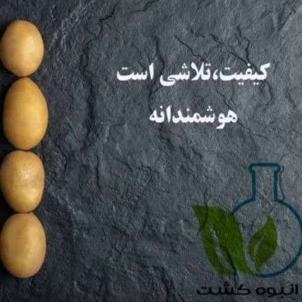 تولید و فروش سیب زمینی شرکت انبوه کشت اصفهان