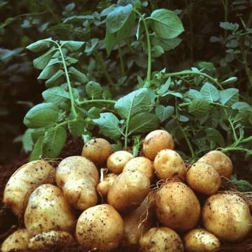 بذر سیب زمینی