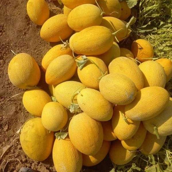 شرکت بهشت جنوب