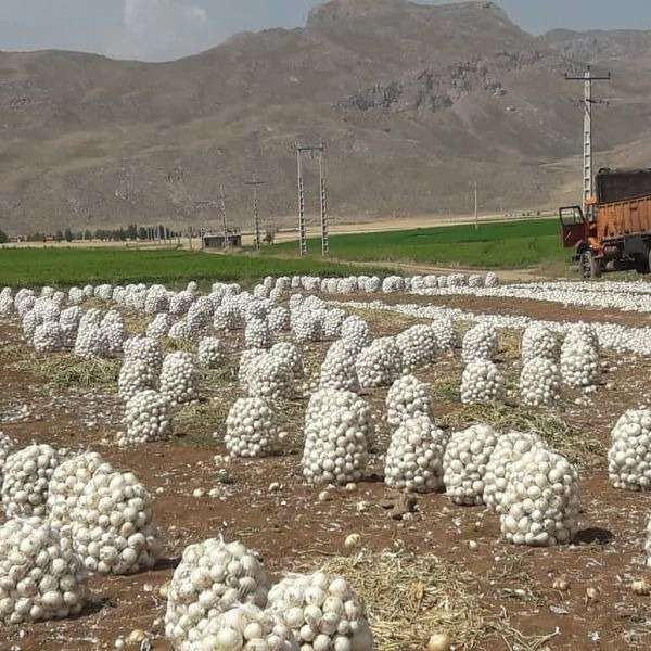 بازرگانی احد شاویسی