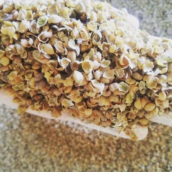 خوراک دام آذربایجان
