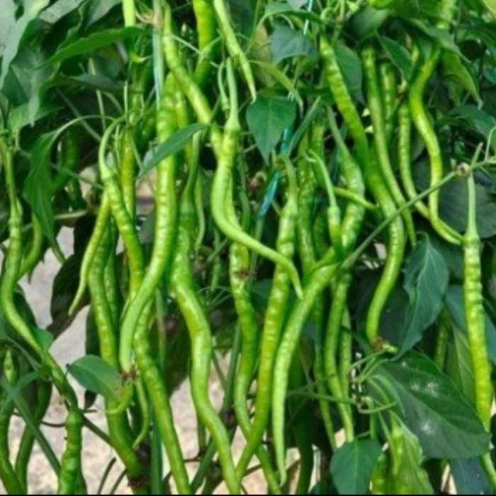 صادرات فلفل دلمه ای