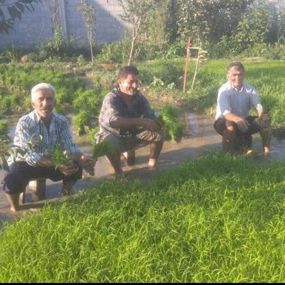 برنج مدرن برکت شمال