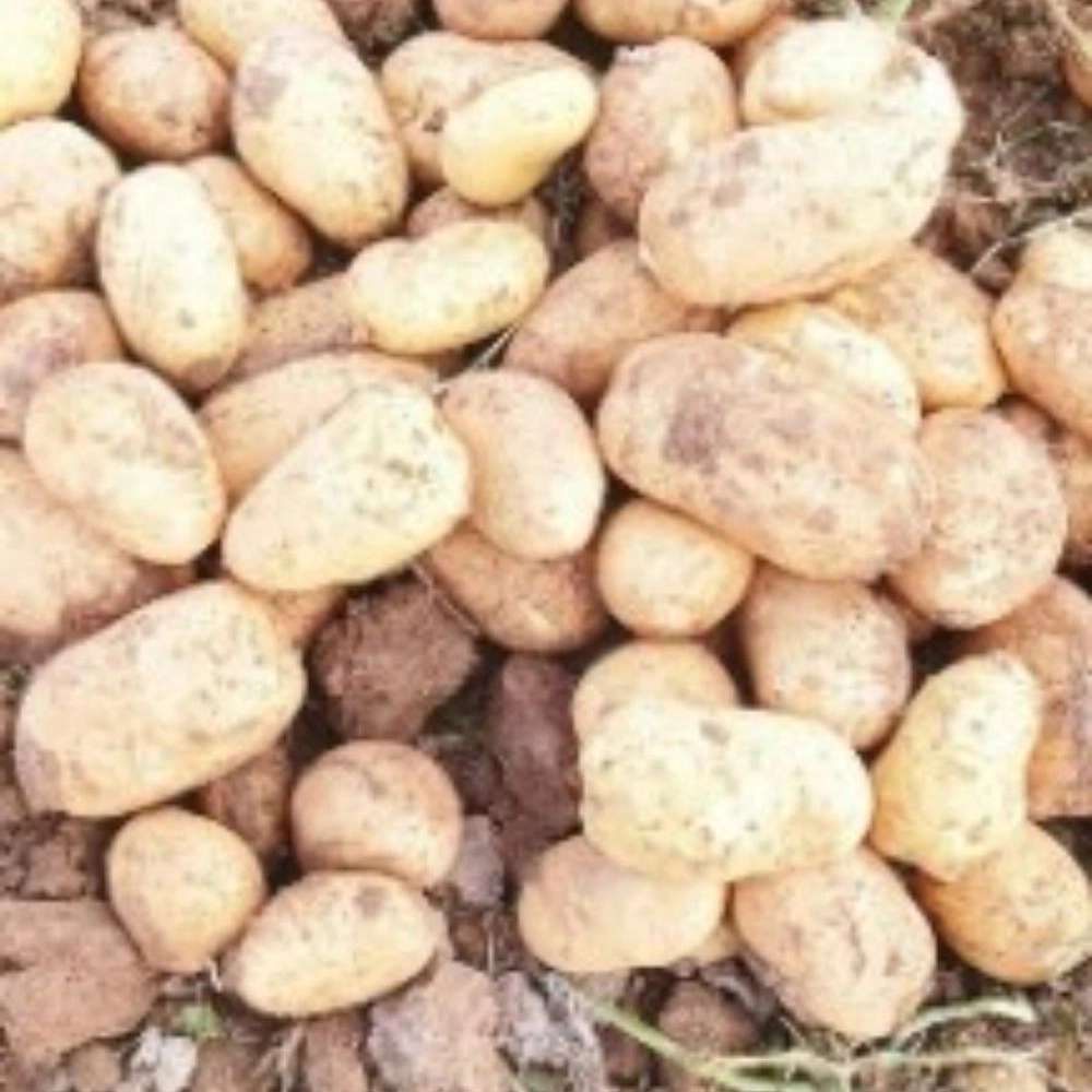 خرید و فروش عمده سیب زمینی و پیاز کمالی