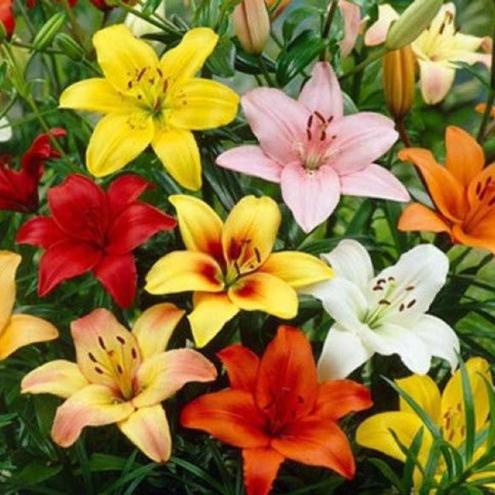 گل فروشی مطهره