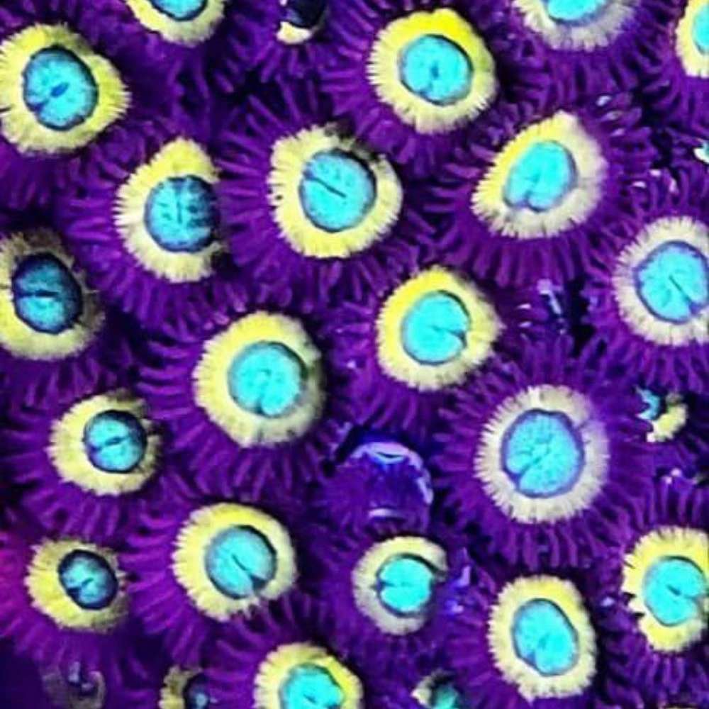 ردسی آکواریوم
