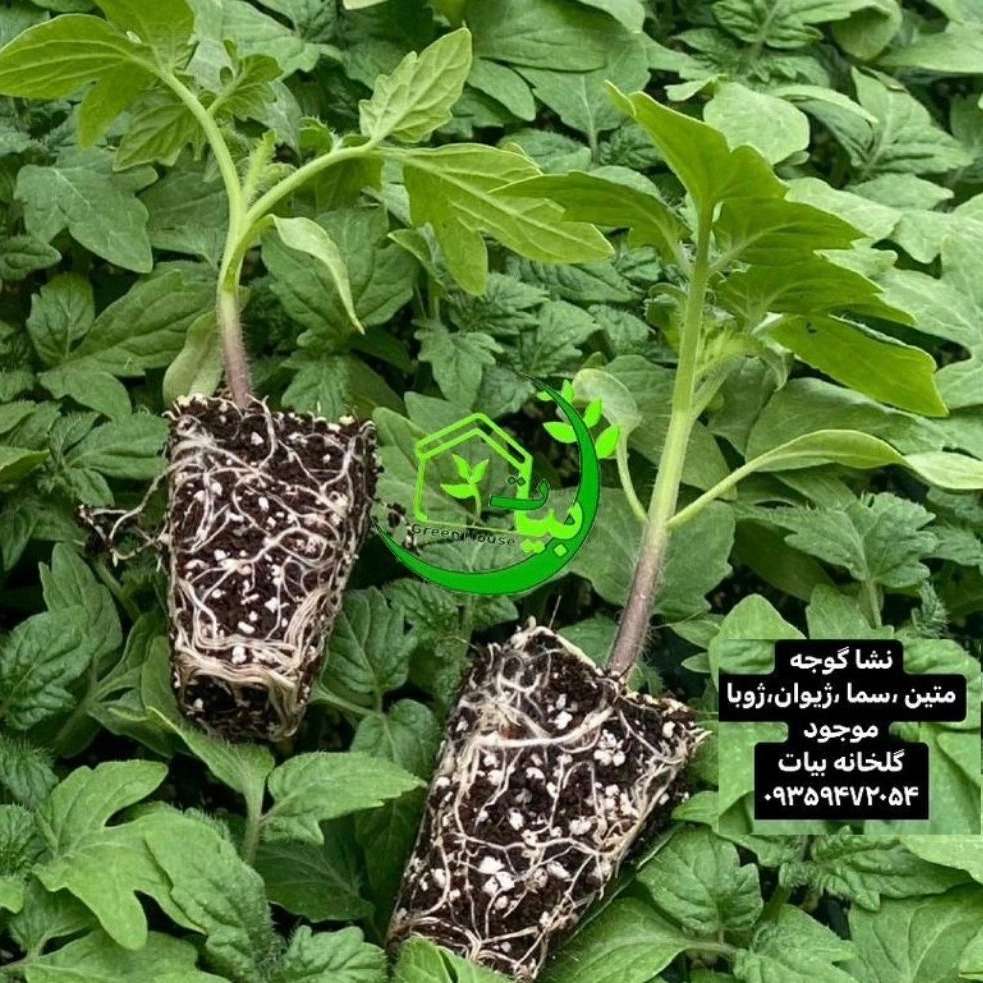 گلخانه بیات