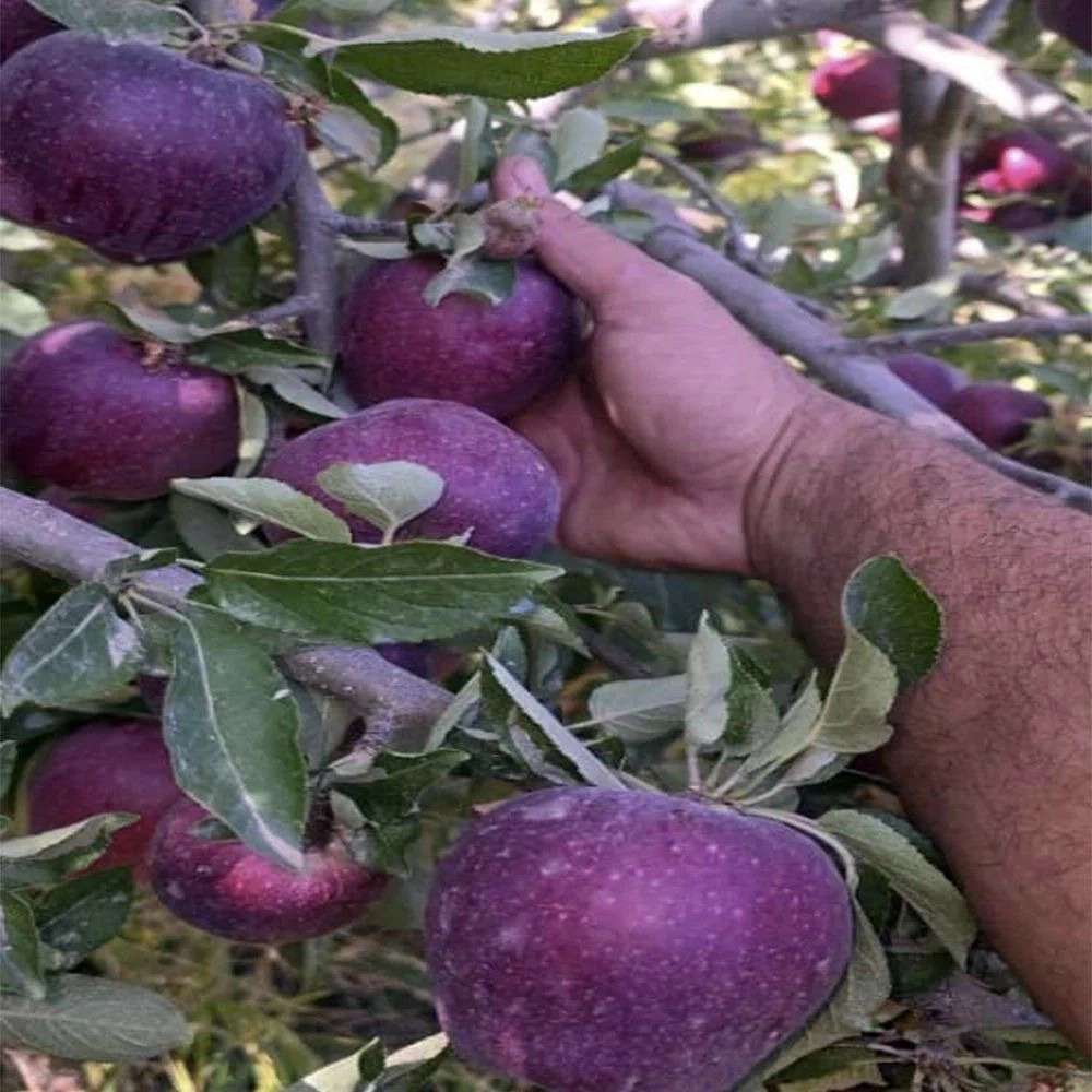 تولید انواع نهال گردو و نهال میوه پر ثمر نهالستان اسدلو در خوی آذربایجان غربی